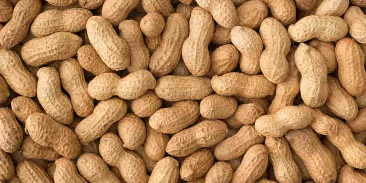 मूंगफली में जड़गलन के प्रबंधन की सिफारिशें